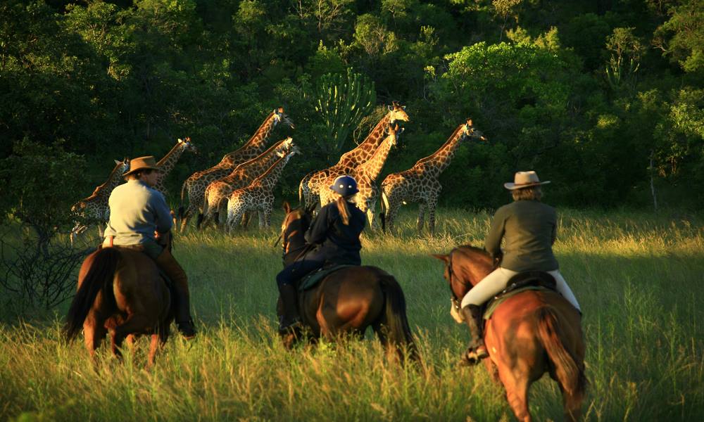 safari waterberg south africa